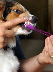 Pet Dental Care Photo