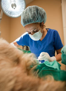 Veterinary Surgery Photo